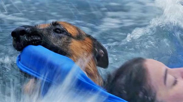 A dog's purpose animal abuse