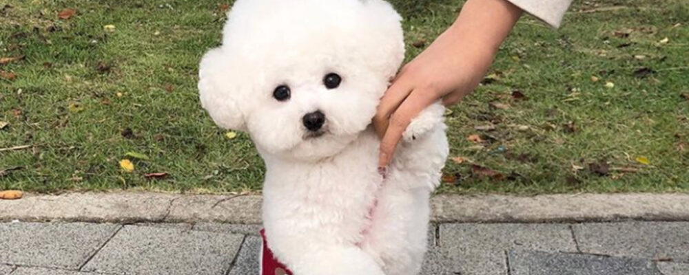 5 matching looks for you and your dog